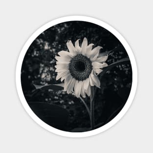 Sunflower in the Dark. Black and White Photograph Magnet